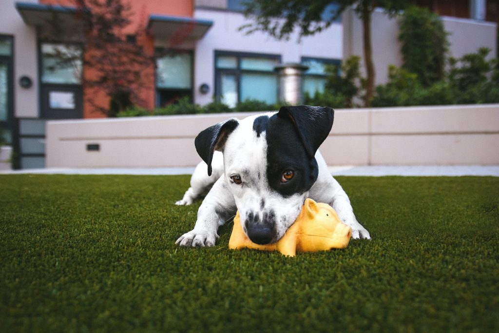 puppy on artificial grass