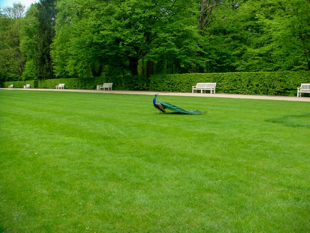 Commercial Artificial Grass