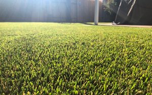 Vegas Artificial Grass on focus