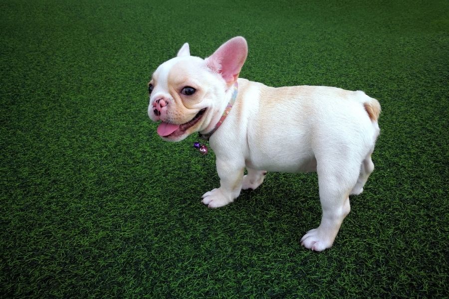 Dog on artifical grass