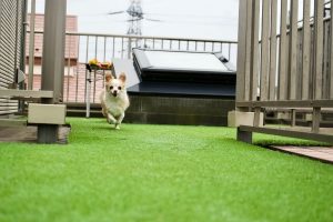 Artificial Grass is Best for Your Dog's Potty Routine