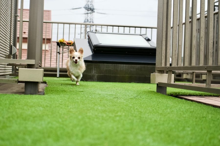 Artificial Grass is Best for Your Dog's Potty Routine
